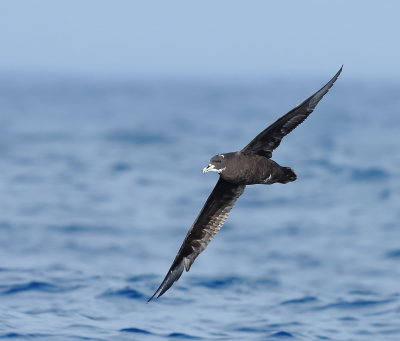 White-chinned Petrel
