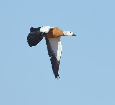 Ruddy Shelduck