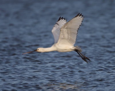 Eurasian Spoonbill