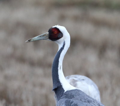 White-naped Crane