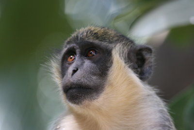 Vervet Monkey
