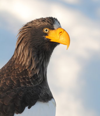Steller's Eagle