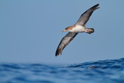 Cory's Shearwater