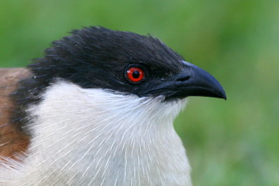 Senegal Coucal
