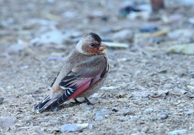 African Crimson-winged Finch