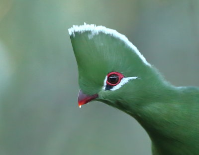 Knysna Touraco