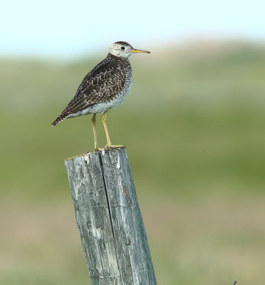 Upland Sandpiper