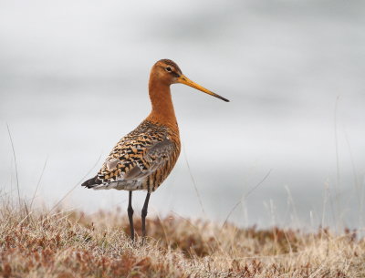 Black-tailed Godwit