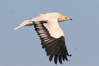Egyptian Vulture