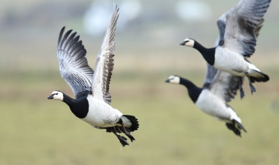 Barnacle Geese