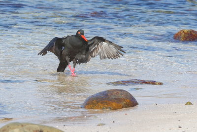 African Black Oystercatcher