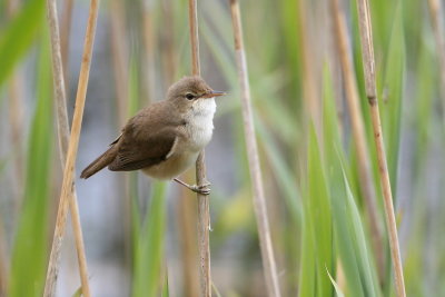 Reed, Cetti's and Grasshopper Warblers