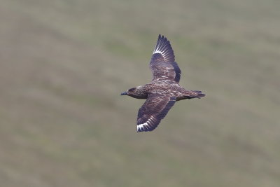 Great Skuas