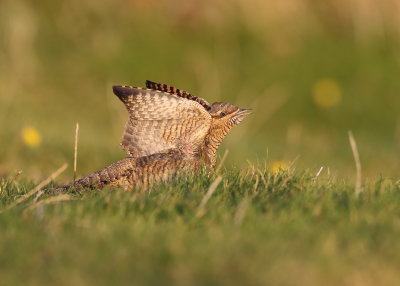 Wryneck
