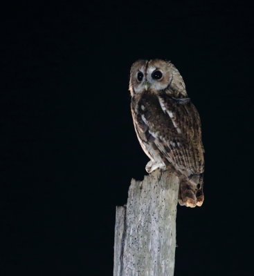 Tawny Owls