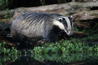 Eurasian badgers