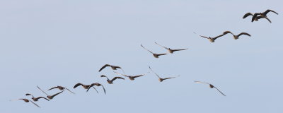 Pink-footed Geese