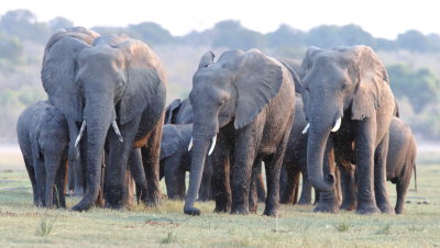 Savannah Elephants