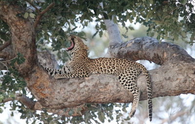 Leopards