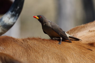 Yellow-billed Oxpecker