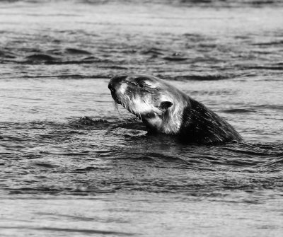 Sea Otter