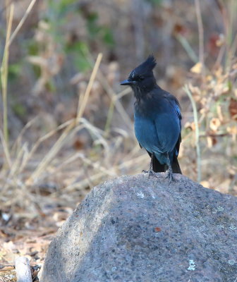 Steller's Jay