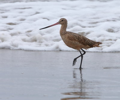 Marbled Godwit