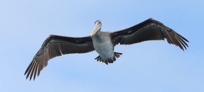 Brown Pelican