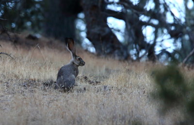 Black-tailed Jackrabbit