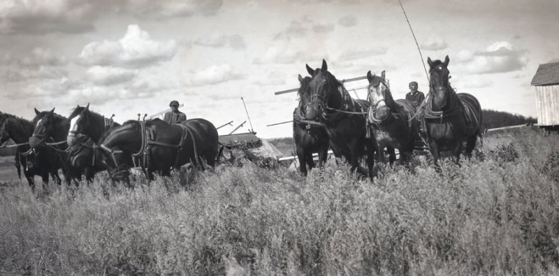 Horses at Harvest Time 