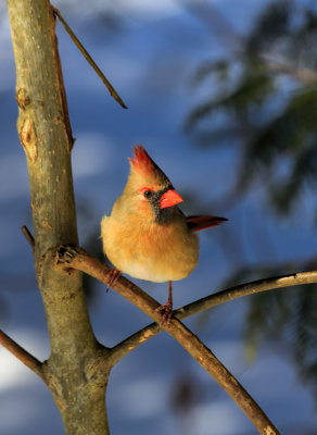 Female Cardinal