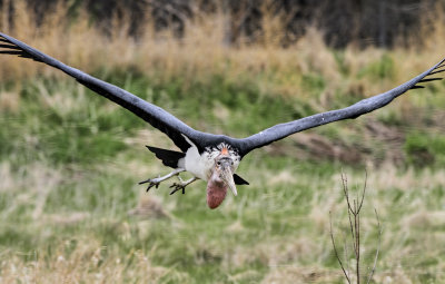 Marabou Stork