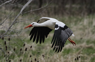 White Stork