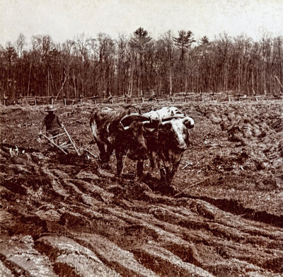 Plow and Oxen