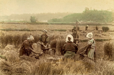 Harvesting Rice 