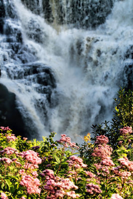 Flowers at the Falls 
