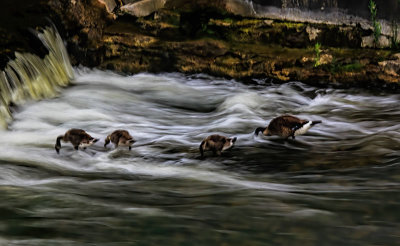 Geese in Fast Water 
