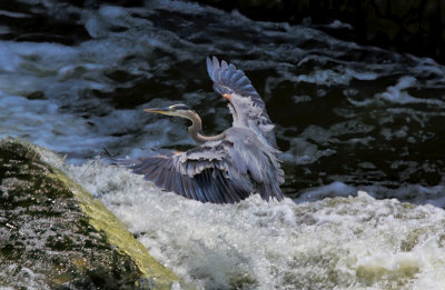 Heron over the Falls 