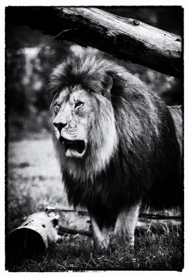 Lion BW 