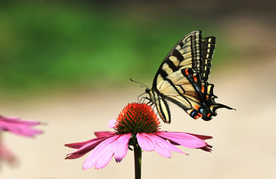 Eastern Tiger Swallowtail 