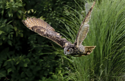 Eurasian Eagle Owl 