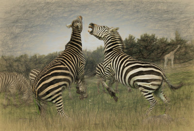 Fighting Zebras Sketch