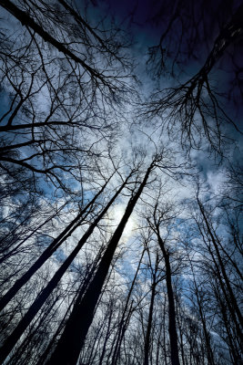 Looking Up