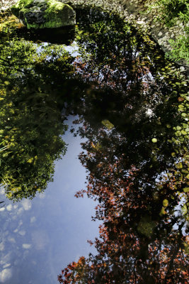 Reflections in the Pond