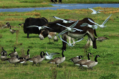 Donkeys,Gulls and Geese 