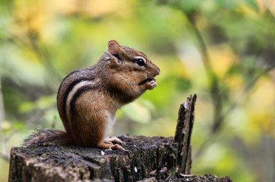 Snacking Chipmunk 