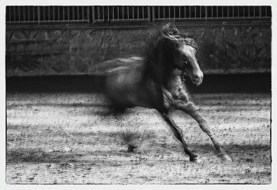 Fast Horse Low Light 