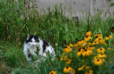 Cat in the Garden 