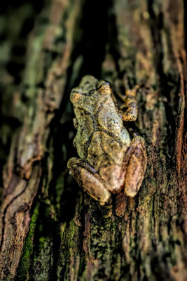 Spring Peeper 