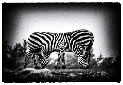 Confusing Zebras 